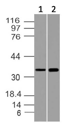 Figure-4: Western blot analysis of GAPDH. Anti- GAPDH antibody (Clone: ABM22C5) was used at 4 µg/ml on (1) CHO-K1 and (2) CHO/PD1 transfected Lysates.