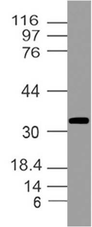 Figure-5: Western blot analysis of GAPDH. Anti- GAPDH antibody (Clone: ABM22C5) was used at 4 µg/ml on Raw cell  Lysate.