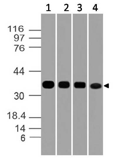 Figure-6: Western blot analysis of GAPDH. Anti- GAPDH antibody (Clone: ABM22C5) was used at 1 µg/ml on (1) h Lung, (2) h Testis, (3) h Liver and (4) h Ovary lysates.