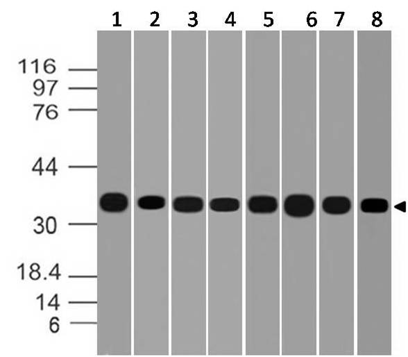 Figure-9: Western blot analysis of GAPDH. Anti- GAPDH antibody (Clone: ABM22C5) was used at 1 µg/ml on (1) U937, (2) Saos2, (3) A431, (4) K562, (5) U87, (6) MCF-7, (7) Snu1 and (8) Jurkat lysates.