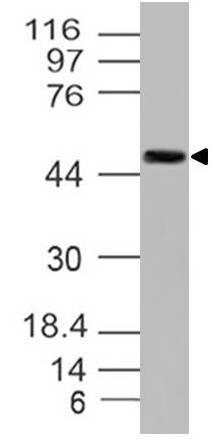 Monoclonal Antibody to c-MYC (Clone:9 E 10)