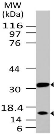 Fig.2: Western blot analysis of Caspase-3. Anti- Caspase-3 (Clone: ABM1C12) was used at 2 µg/ml on Ramos lysate.