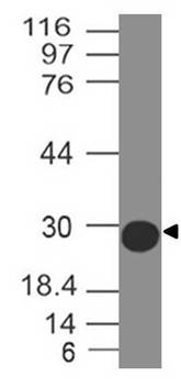 Figure-1: Western Blot analysis of SARS-CoV-2 Spike RBD Antibody: Anti- SARS-CoV-2 Spike RBD Antibody biotin conjugated (Clone: ABM5D1.1E8) was used at 0.5 µg/ml on SARS-CoV-2 Spike RBD Recombinant protein.