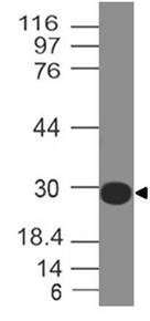 Anti-SARS CoV2 Spike RBD Antibody (Clone: ABM5H1.1E4)