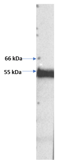 Anti-SARS CoV2 Spike RBD Antibody (Clone: ABM1H9.1E6)