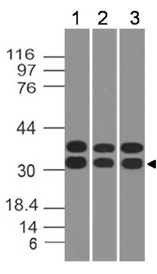 Monoclonal Antibody to Caspase-3 (Clone: ABM11D3) Monoclonal Antibody to Caspase-3 (Clone: ABM11D3)