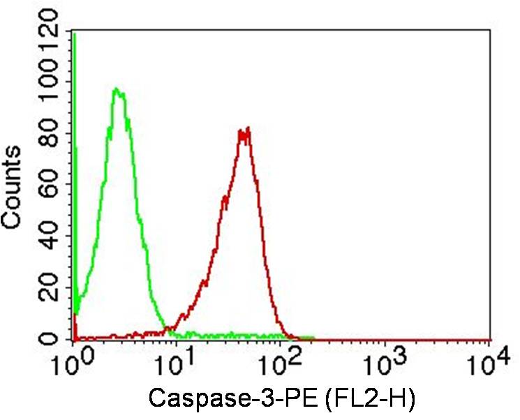 Monoclonal Antibody to Caspase-3 (Clone: ABM11D3)