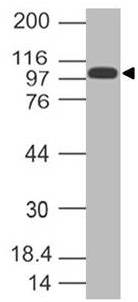 SARS CoV2 Spike S1 Antibody (Clone: ABM4A10.1D3)(239-257aa)