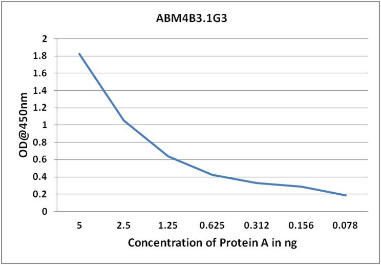 Protein A Monoclonal Antibody (Clone: ABM4B3.1G3)