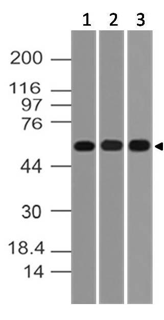 Monoclonal Antibody to AKT1 (Clone: ABM12F7)