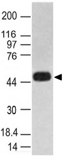 Monoclonal Antibody to Caspase-1 (Clone: ABM1B93)