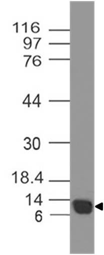 Monoclonal antibody to Cytochrome C (Clone: ABM30B3)