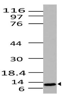 Monoclonal Antibody to Cytochrome C (Clone: ABM30D4)