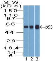Fig: 1 Western blot analysis of p53. Anti p53 antibody (Clone: BP53-12) was used at 1 µg/ml on 1) A431, 2) MCF7, 3) HEK293 lysates.