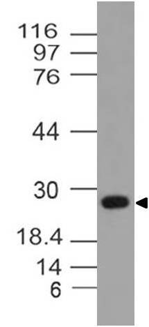 Monoclonal Antibody to 14-3-3 Theta (Clone: ABM52H6)