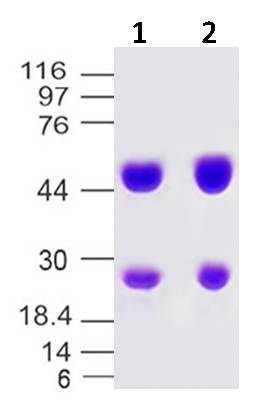 Recombinant anti- human ErbB2/HER2 Antibody (Trastuzumab) FITC Conjugated