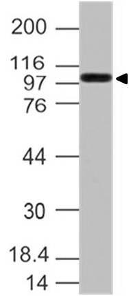 NALE™ Monoclonal Antibody to Mouse TLR9 (Clone: ABM4D70) (No Azide Low Endotoxin)