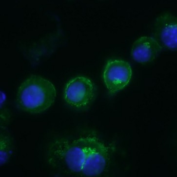 Figure-2: Immunofluoroscence assay of CD14 (Clone:Sa14-2) in Raw cells using 2 µg/ml  of CD14 antibody.