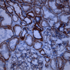 Monoclonal Antibody to human CD46