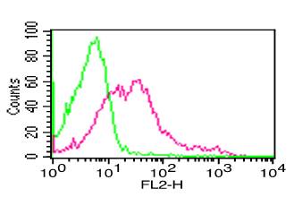 Monoclonal Antibody to Human CD13 (Clone: BF10)