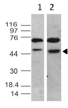 Monoclonal Antibody to TRF2 (Clone: ABM10H3)