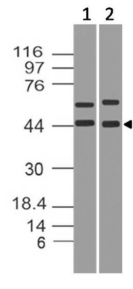 Monoclonal Antibody to IkB alpha (Clone: ABM10F4)