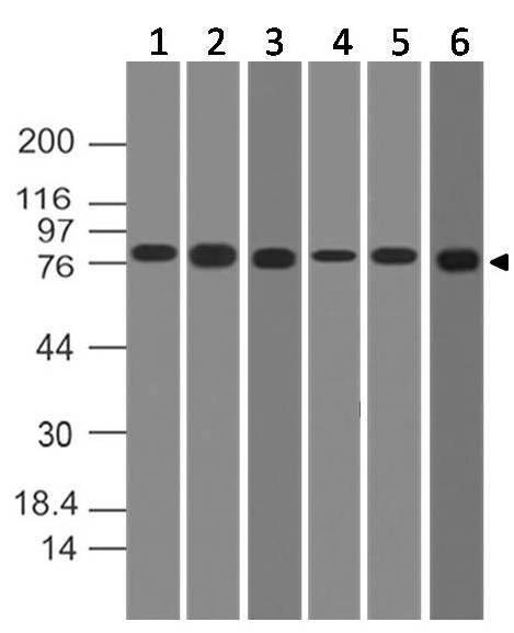 Monoclonal Antibody to IKK alpha (Clone: ABM10G9)