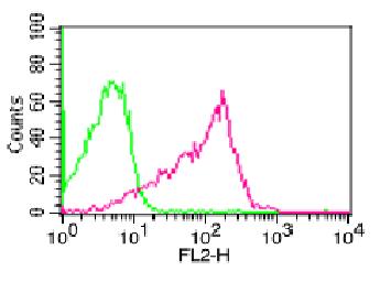 Monoclonal Antibody to p65 (Clone: ABM1A16)