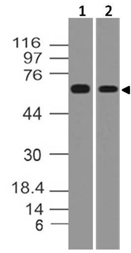 Monoclonal Antibody to TRAF5 (Clone: ABM12A2)