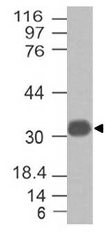 Monoclonal Antibody to Galectin 13 (Clone: ABM4E42) No Azide, No BSA
