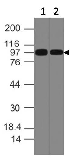 Fig-2: Western blot analysis of CD10. Anti-CD10 antibody (Clone: ABM4A52) was tested at 0.5 µg/ml on Jurkat and Ramos lysates.