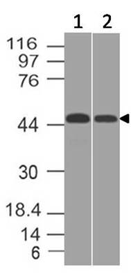 Fig-6: Western blot analysis of PDL1. Anti-PD-L1 antibody (Clone: ABM5F25) was tested at 0.5 µg/ml on (1) U87 and (2) THP1 lysates.
