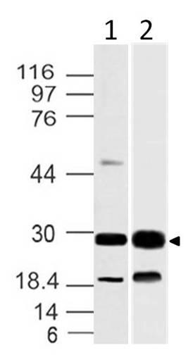 Polyclonal Antibody to 14-3-3