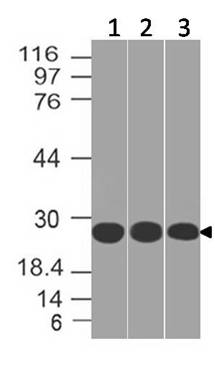 Polyclonal Antibody to 14-3-3