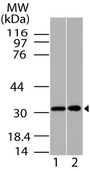 Polyclonal Antibody to HOXA9
