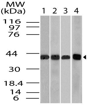 Figure-1: Western blot analysis of  Beta actin. Anti- Beta actin antibody (11-13012) was used at 4 µg/ml on 1) Raw, 2) 3T3, 3) Hela and 4) U87 lysates.