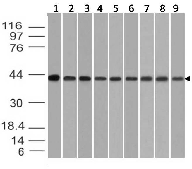 Figure-2: Western blot analysis of  Beta actin. Anti- Beta actin antibody (11-13012) was used at 1 µg/ml on (1) Miapica-2, (2) HepG2, (3) Jurkat, (4) HCT-116, (5) 293, (6) THP1, (7) A549, (8) C2C12 and (9) MCF-7 
 lysates.
