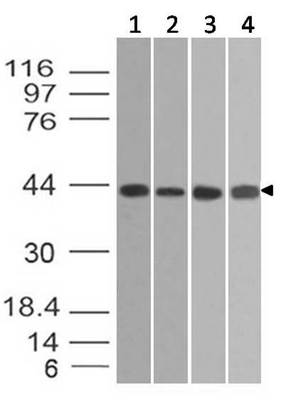 Figure-3: Western blot analysis of  Beta actin. Anti- Beta actin antibody (11-13012) was used at 2 µg/ml on (1) Rat Spleen, (2) Human Intestine, (3) Mouse Spleen and (4) BV2 lysates.