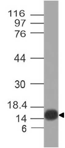 Polyclonal Antibody to IFNA-383