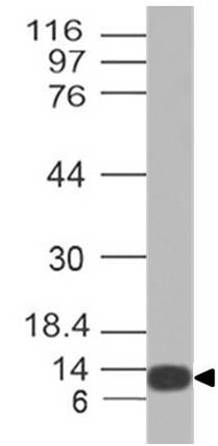 Polyclonal Antibody to IFNA-314