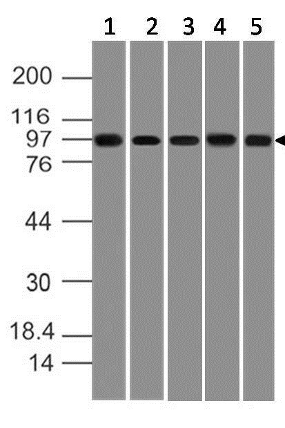 Polyclonal Antibody to Mouse TLR9