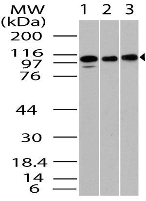 Polyclonal Antibody to TLR1