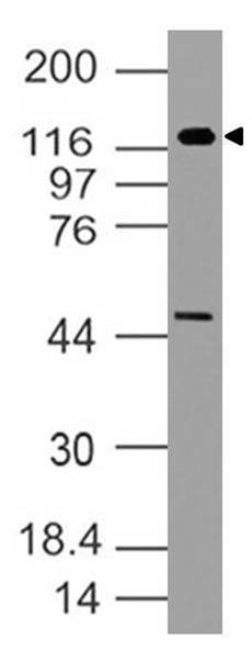 Polyclonal Antibody to h TLR5