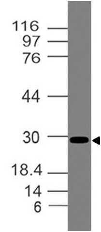 Polyclonal Antibody to Mouse TIM-3