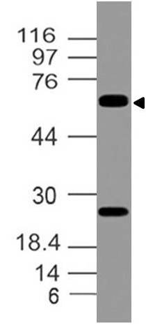 Polyclonal Antibody to p65