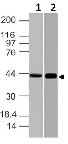 Polyclonal Antibody to NFKBIL1