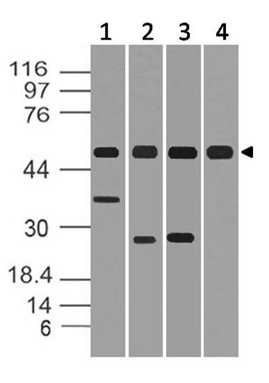 Polyclonal Antibody to p50