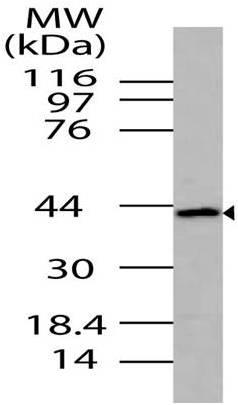 Polyclonal Antibody to ICAD