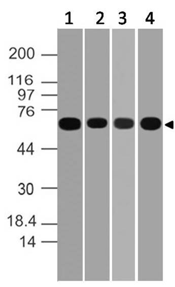 Polyclonal antibody to eIF4B