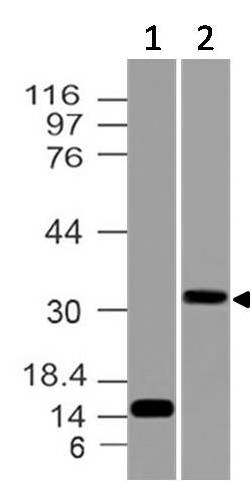 Polyclonal Antibody to PD-L1